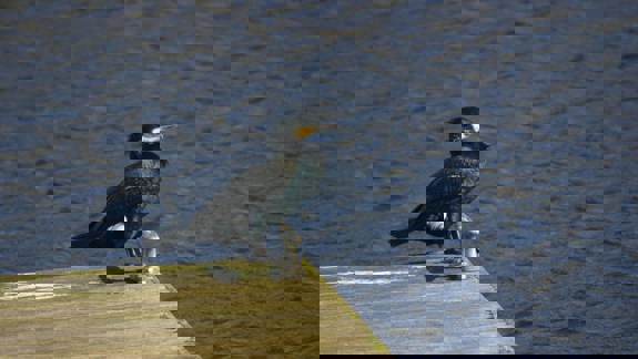 A close-up of a black cormorant perched on the edge of a wooden dock overlooking rippling blue water.