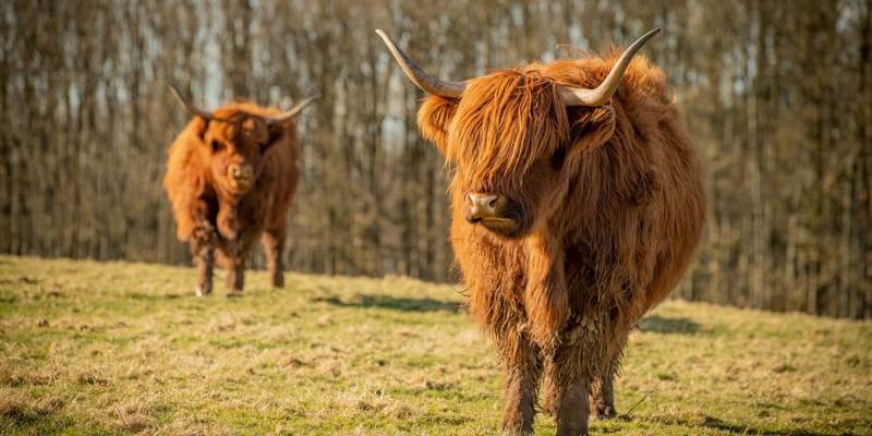 Two shaggy Highland cows stand in a grassy field, one in sharp focus in the foreground.