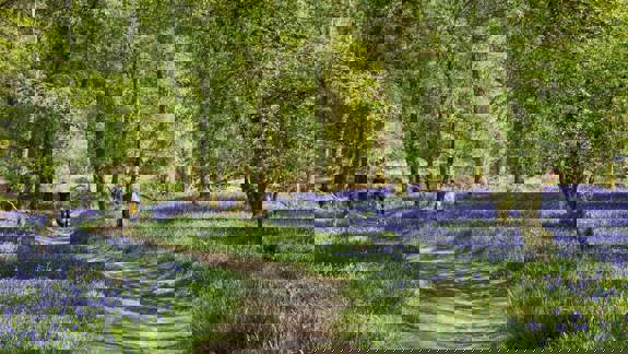 A winding dirt path cuts through a sun-dappled forest floor carpeted in a vibrant expanse of purple bluebell flowers.