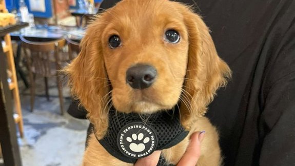 A puppy wearing a black harness with a paw print is held by someone in a café. The background shows tables, chairs, and blue wall decorations.