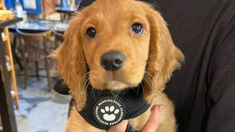 A puppy wearing a black harness with a paw print is held by someone in a café. The background shows tables, chairs, and blue wall decorations.