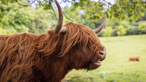 A close-up side view of a brown Highland cow with long horns chewing in a field.