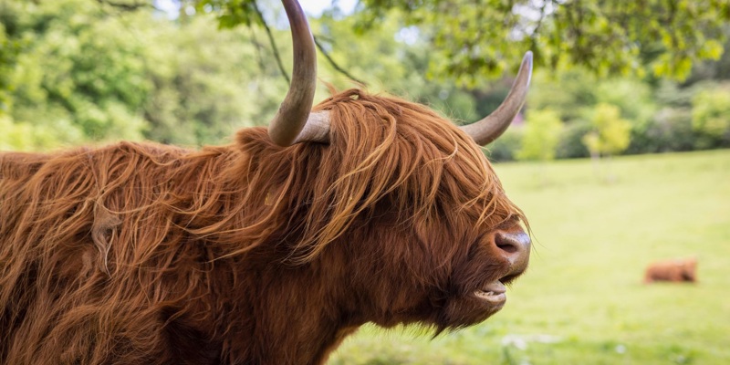 A close-up side view of a brown Highland cow with long horns chewing in a field.