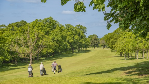 Four golfers walking with trolleys down a sunny, tree-lined fairway surrounded by lush green grass and foliage.