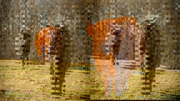 Two shaggy-haired Highland cows stand in a sunlit field. The cow in the foreground is in sharp focus, while the one behind it is slightly out of focus.