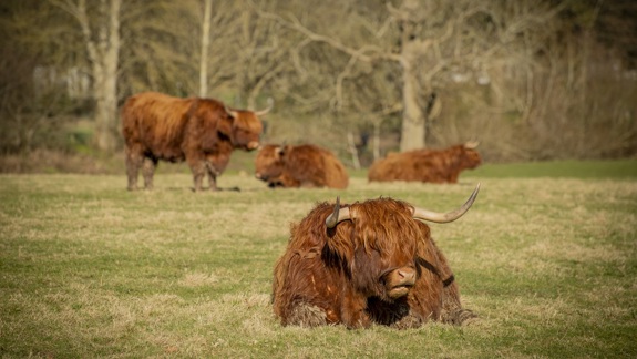 A large, brown Highland cow is lying down in a field with other cows in the background.