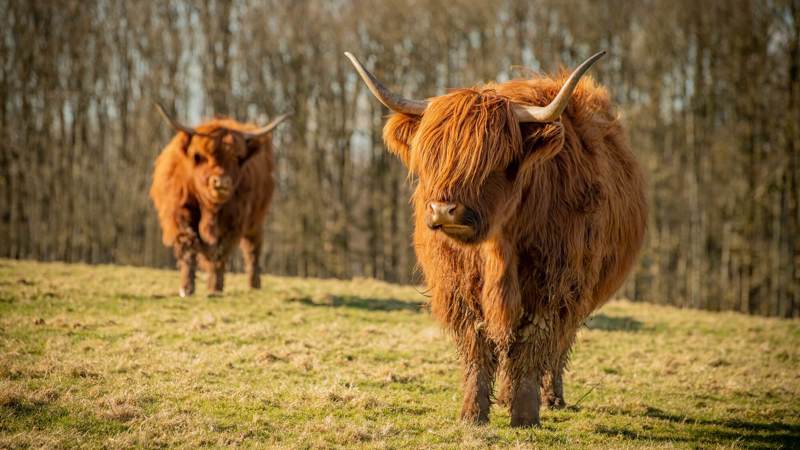 Two long-haired Highland cows stand on a grassy field, with one cow closer to the camera and a line of trees behind them.