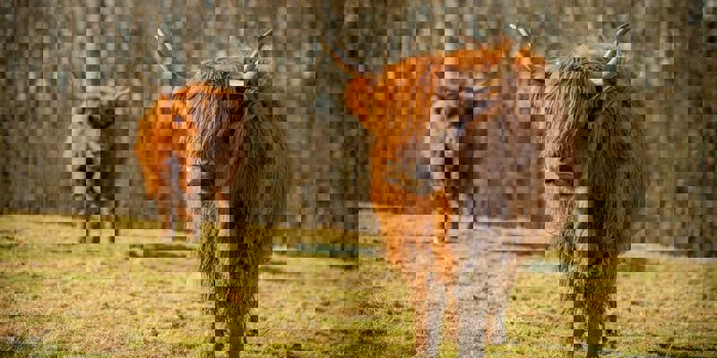 Two long-haired Highland cows stand on a grassy field, with one cow closer to the camera and a line of trees behind them.