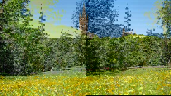 A bright, sunny image of a green field filled with yellow flowers in the foreground. Trees line the middle ground, with the prominent tower of Glasgow University's main building visible behind them against a clear blue sky.